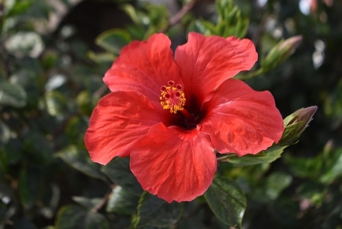 red hibiscus flower in the backyard