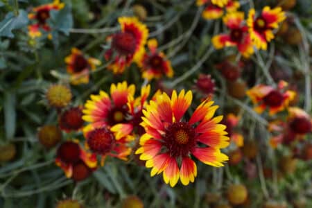 7 Full Sun Plants to Grow in New Jersey