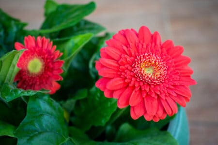 9 Red Plants to Consider Growing in Florida