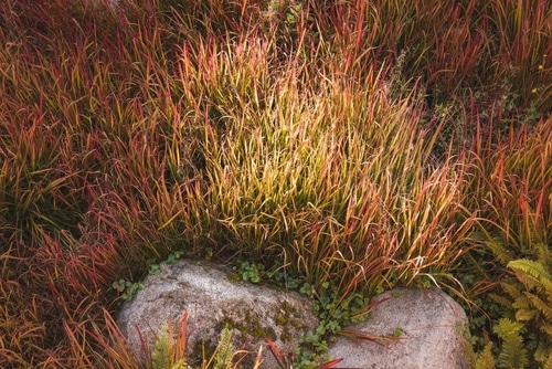 small red japanese grass in the field
