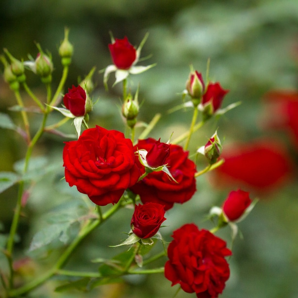 Roses that are infected may not produce as many flowers or may be less hardy
