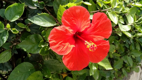 red hibiscus flower blooming under the sun