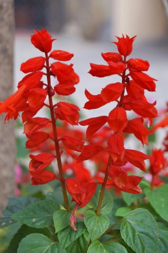 beautiful full bloom red lobelia flower