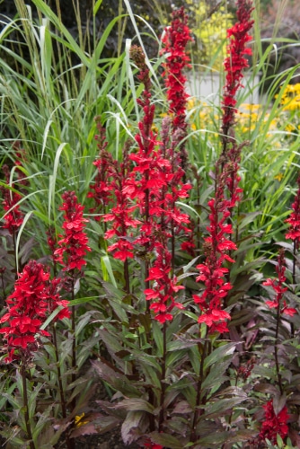 beautiful red lobelia flowers in the garden