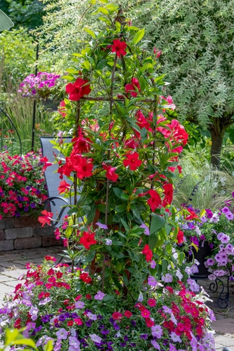 mandevilla vine with red blooming flowers