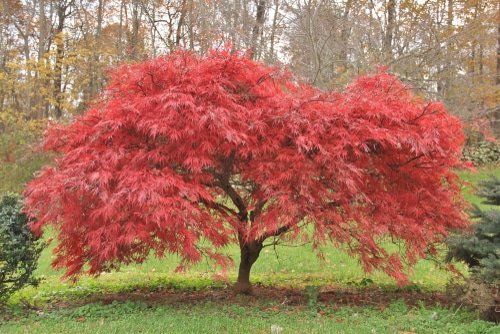beautiful red maple tree in the forest