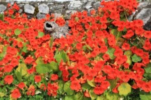 red nasturtium blooming in the garden