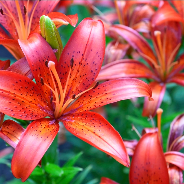 The matrix bloom has an exotic scarlet and orange color