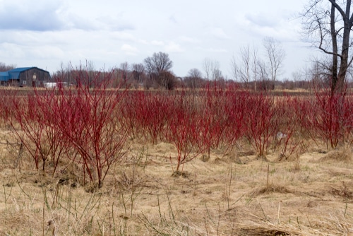 red osier dogwood red osier dogwood in the dry grassland