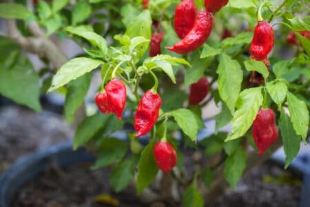 ripe red chili peppers
