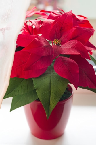 beautiful red leaves of poinsettia on the window