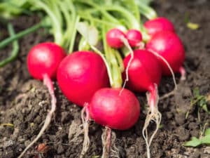 a group of fresh and red ripe radish