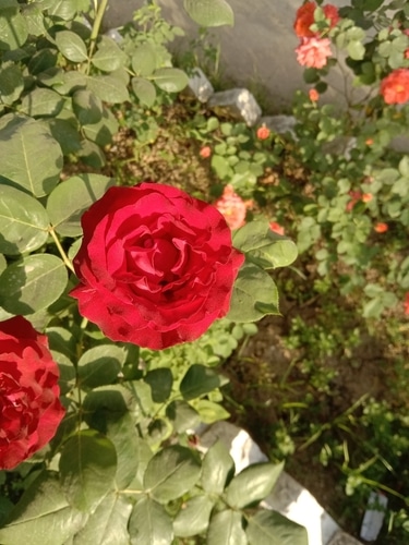 red rose A red rose hybrid growing in the backyard