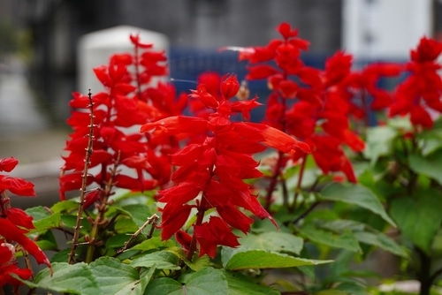 beautiful red salvias in the garden
