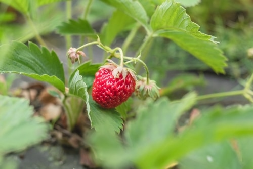 a red strawberry growing in the garden