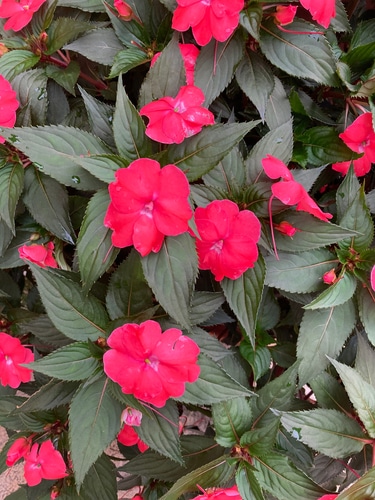 red sunpatiens blooming red pink sunpatiens flowers