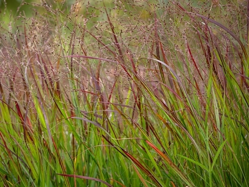 tall red switchgrass growing in the field