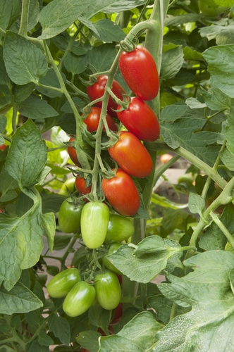 fresh and healthy red tomatoes