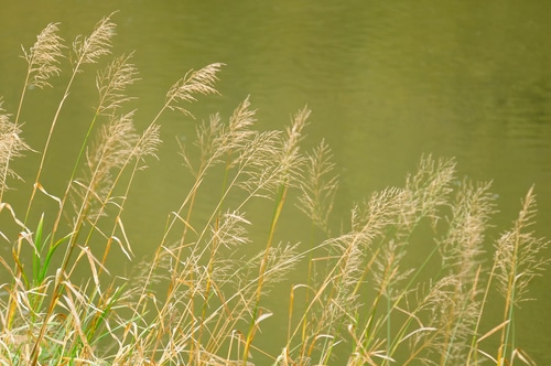 reedgrass calamagrostis by the river