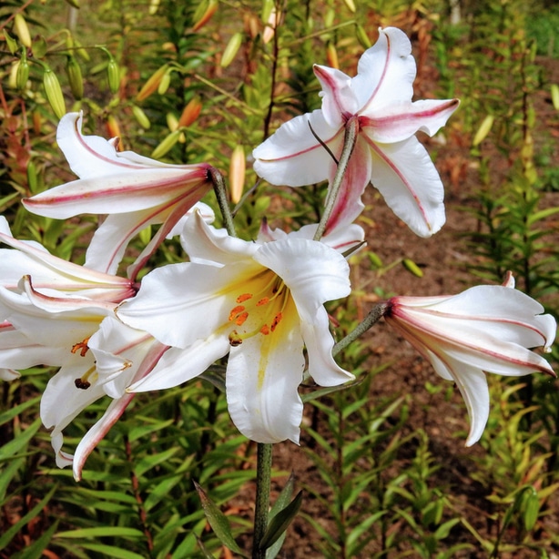 Regal lily plants belong to the trumpet division and require full sun.