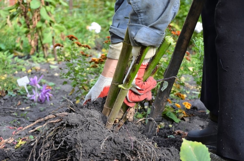 A person digging out a large tuber in the garden