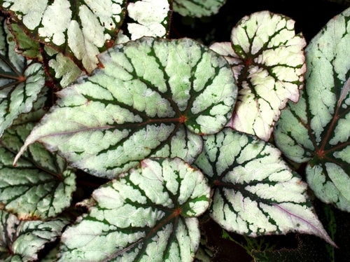 rex begonia leaves with some foilage