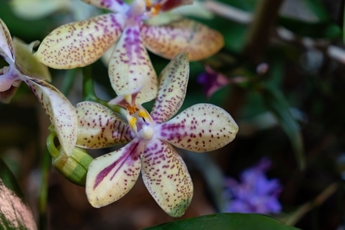 yellow rheingold hybrid orchid with purple dots