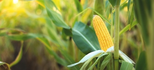 ripe corn plant ripe corn in a large corn farm