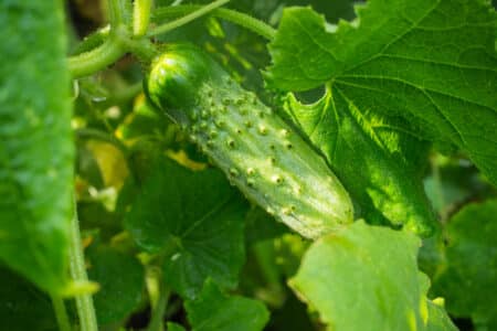 7 Easiest Vegetables to Grow in New Jersey