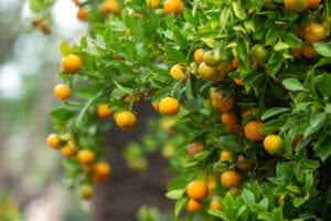 ripe kumquat in kumquat tree