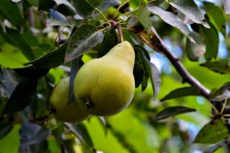 ripe pear ready for picking