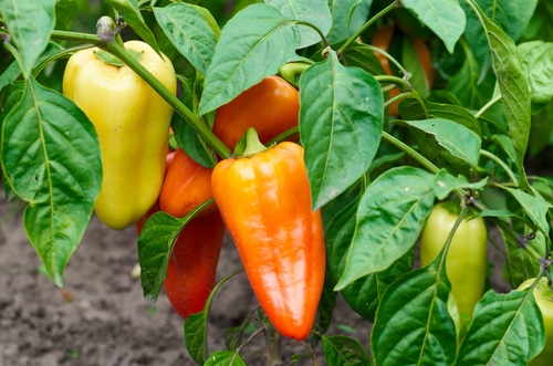 ripe peppers in the plantation