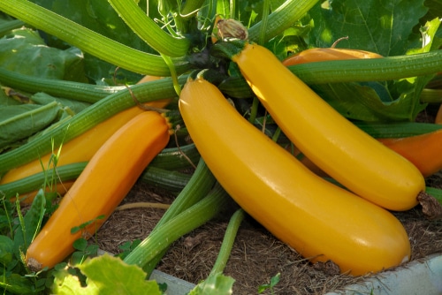 ripe squash big ripe squash plant vegetables