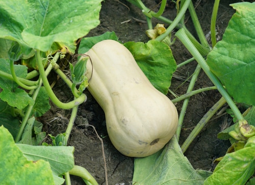 ripe squash ripe squash lying in the garden