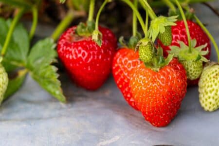 a fresh and healthy ripe strawberries