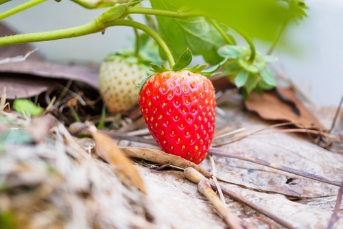 two growing strawberries in the garden