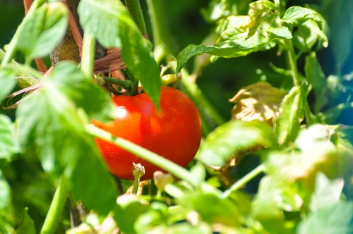 ripe tomatoes ripe tomatoes in an organic garden