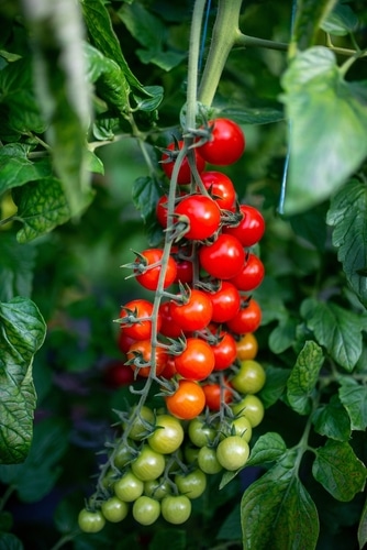 little ripe everglades tomatoes