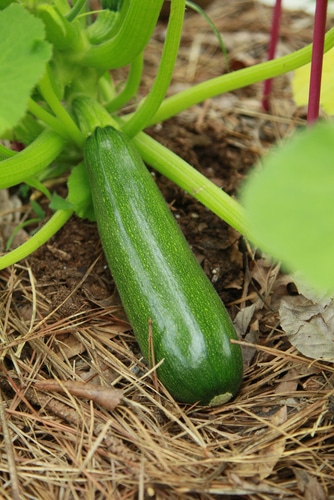 ripe zucchini big and ripe zucchini vegetable