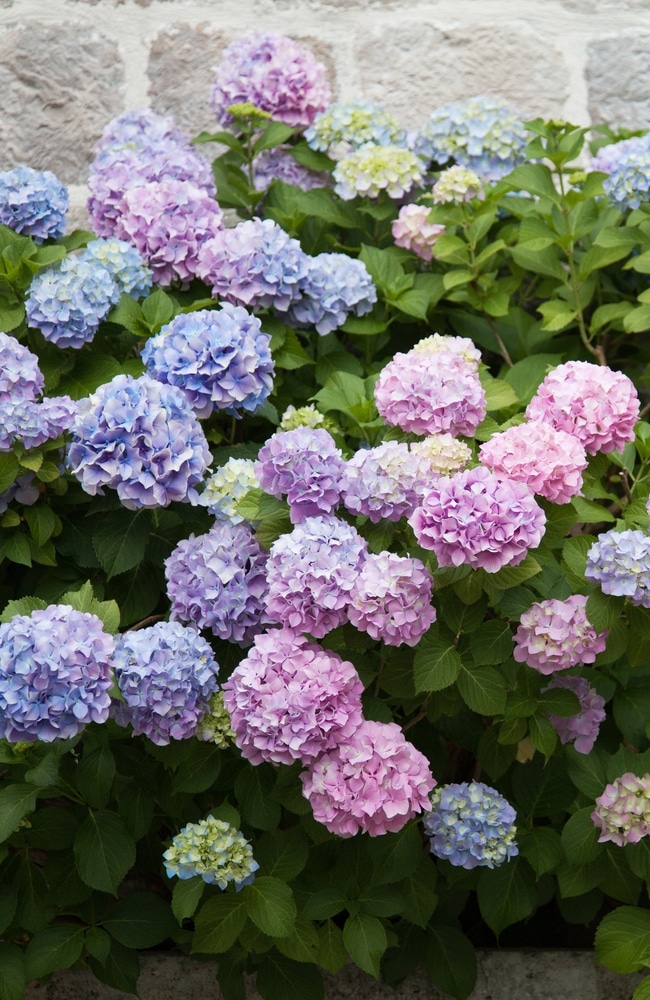 Hydrangeas that are purple and blue in front of a cement wall