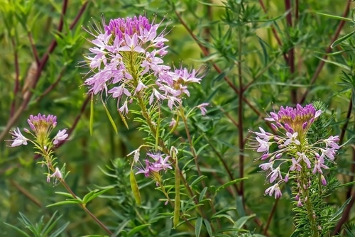 rocky mountain bee pinkish purple rocky mountain bee