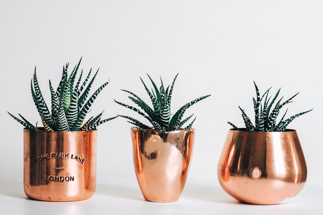 rose gold planters houseplants planted in a fancy rose gold planters