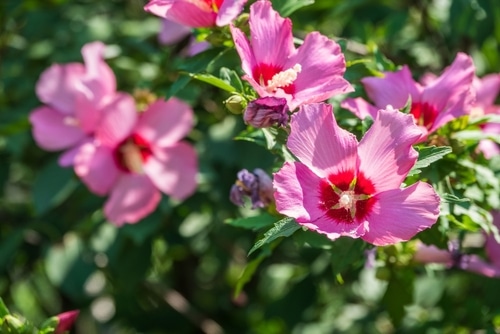 rose mallow rose mallow flowers in the garden