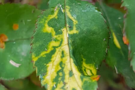 The characteristic signs of mosaic virus is a hypopigmentation of leaves in a streak-like fashion