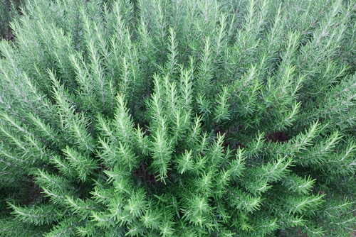 rosemary plant growing in the forest