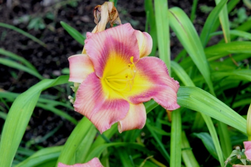 Rosy daylily flower with yellow triangular shape at the center