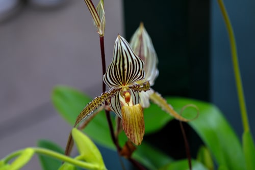 A very unique and rare rothschild's orchid plant