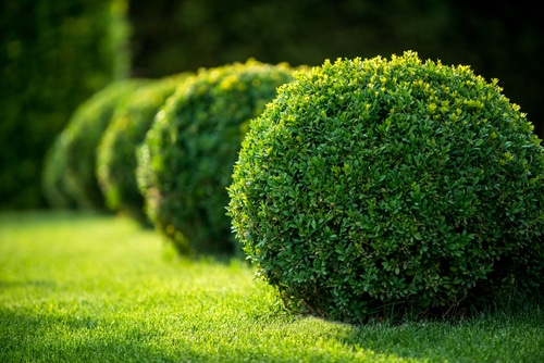 an array of round boxwoods in the garden