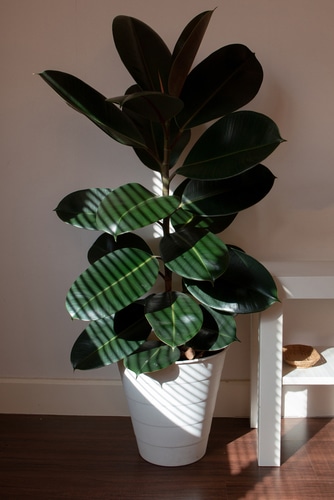 A rubber plant used as a decoration in the bedroom.