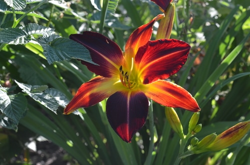 Ruby spider daylily flower in full bloom in the garden